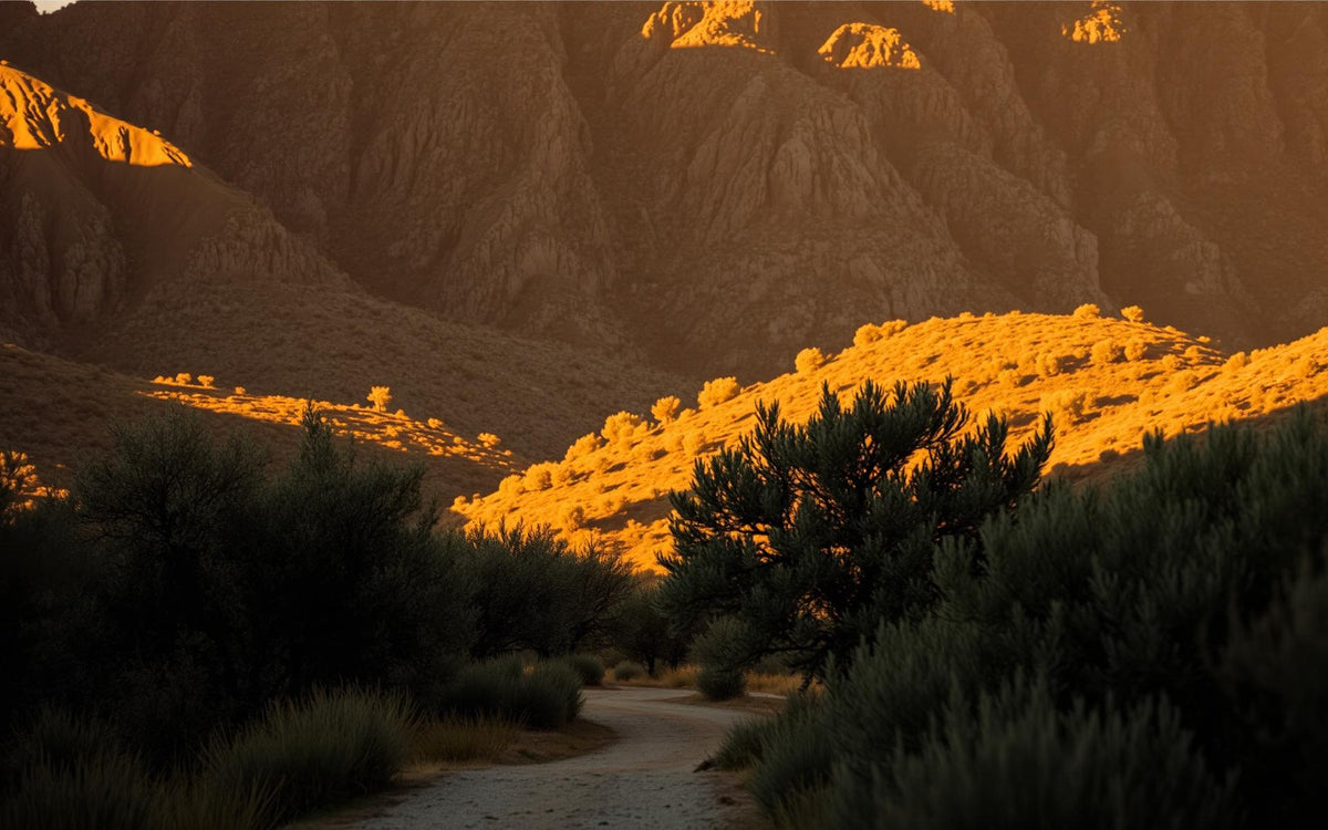 Le maquis corse au coucher du soleil